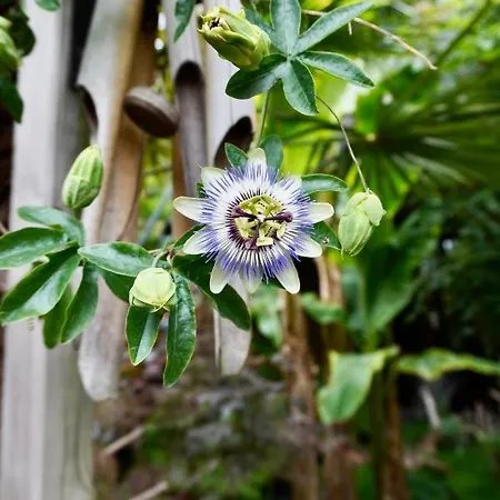 Jungle In A Hidden Paradise