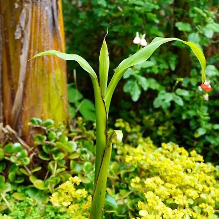 Jungle In A Hidden Paradise *